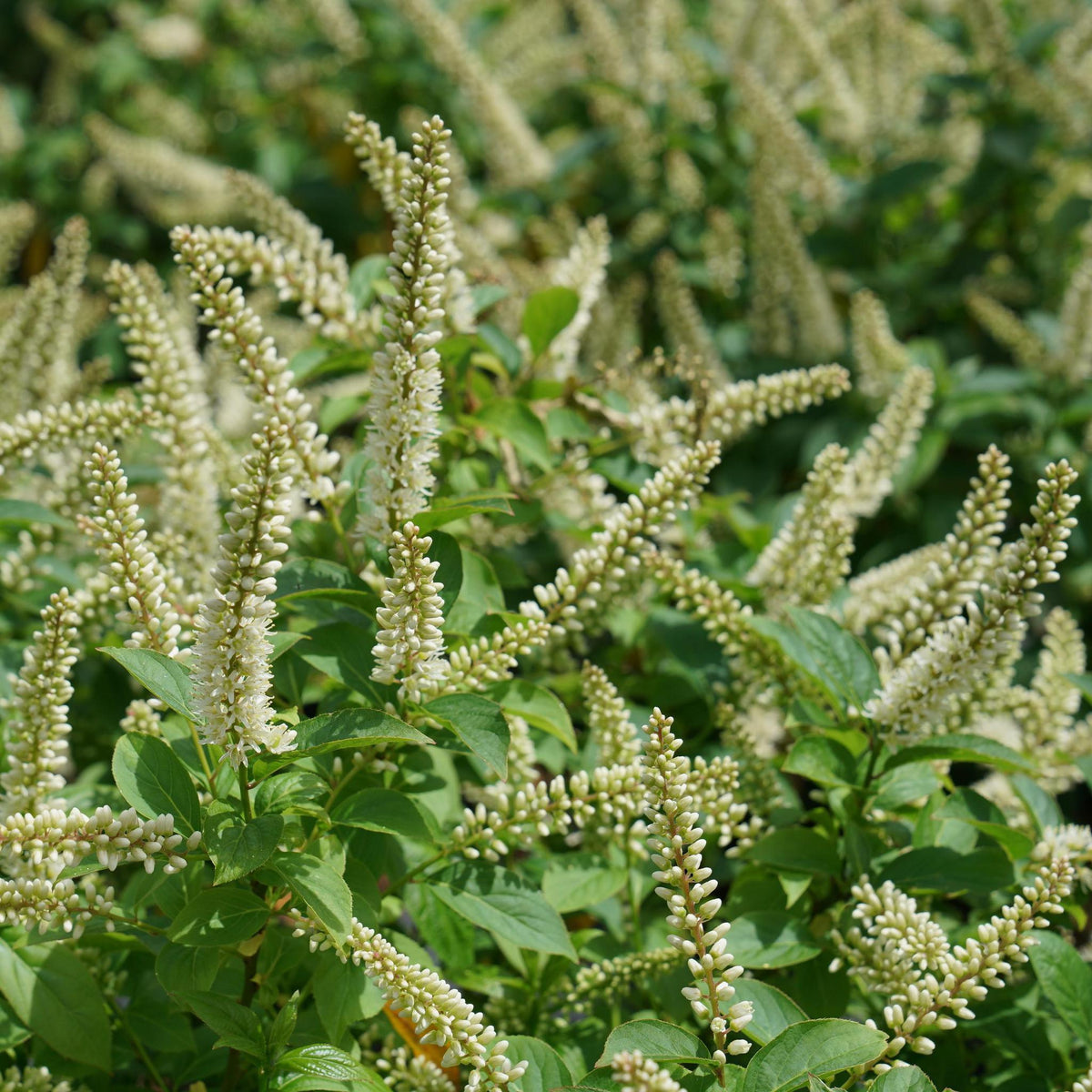 Fizzy Mizzy sweetspire with white bottlebrush flowers
