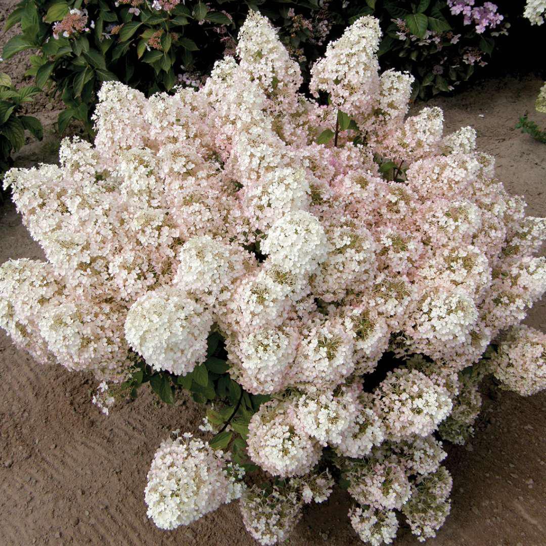 BOBO panicle hydrangea in bloom in a pot