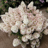 BOBO panicle hydrangea in bloom in a pot