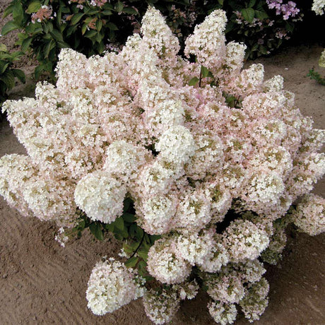 BOBO panicle hydrangea in bloom in a pot