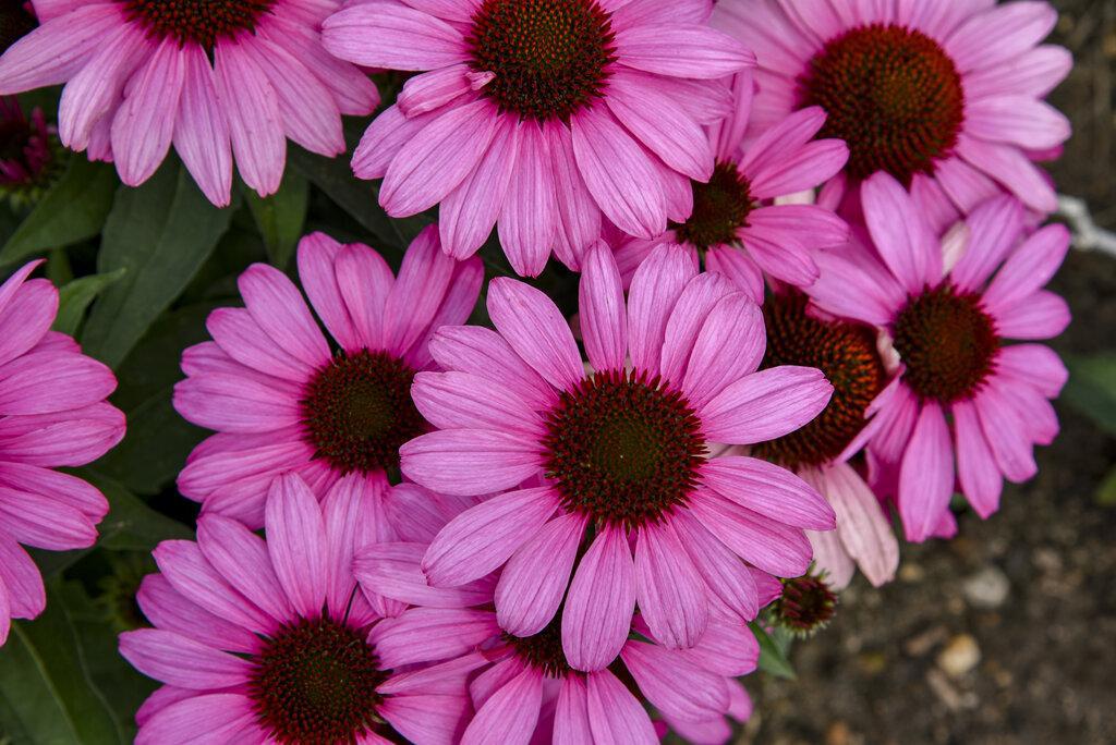 Proven Winners Coneflower - Thumbnail 3