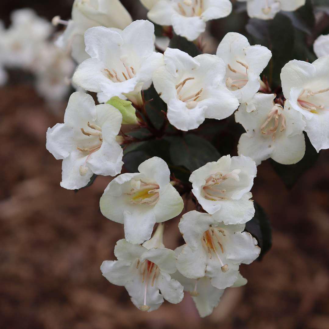 Wine & Spirits weigela with pink trumpet flowers in bloom