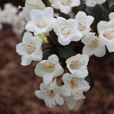 Wine & Spirits weigela with pink trumpet flowers in bloom