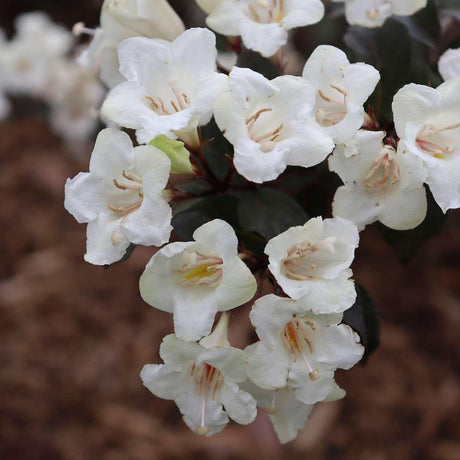 Wine & Spirits weigela with pink trumpet flowers in bloom
