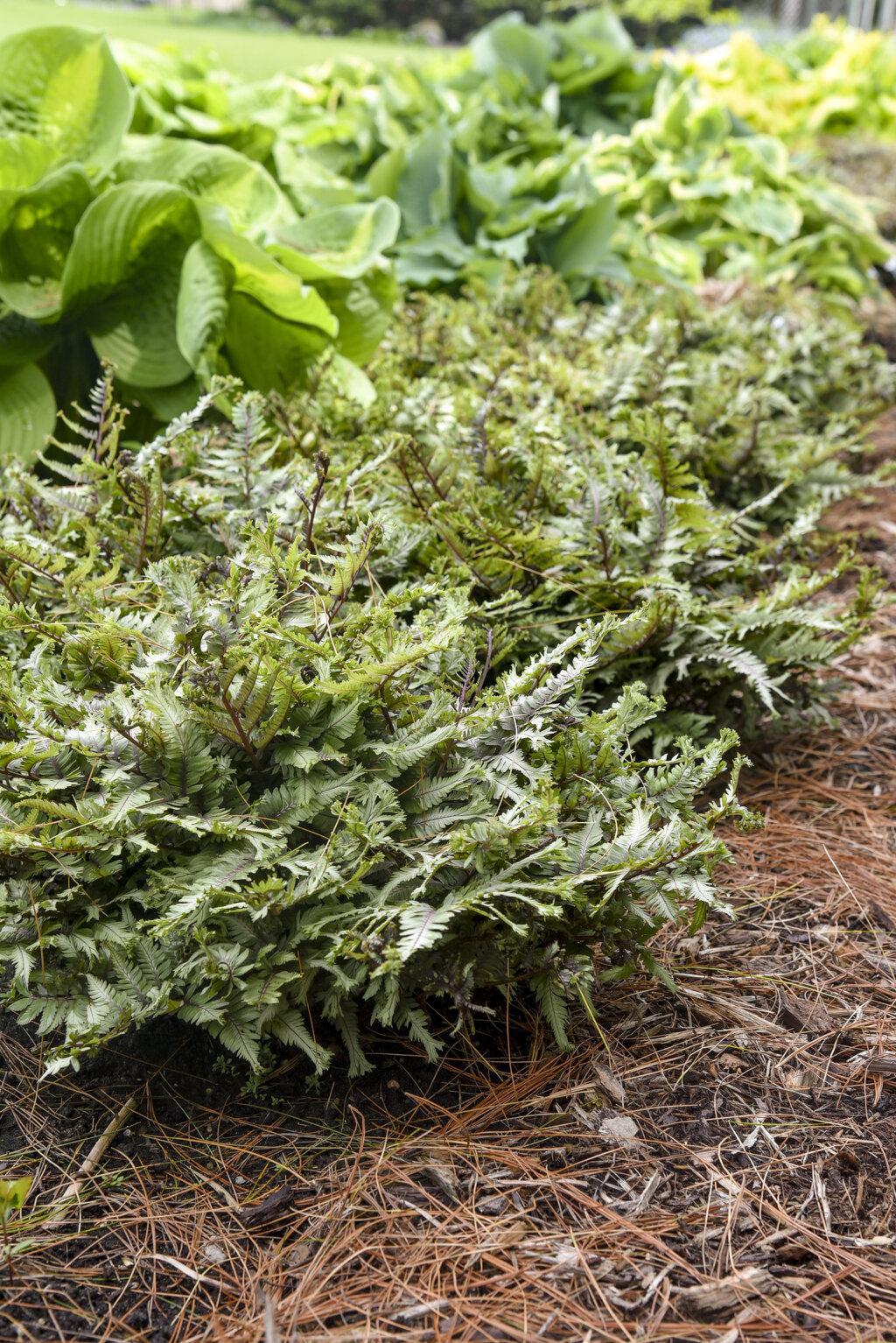 Crested Japanese Painted Fern in a nursery pot