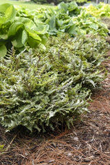 Crested Japanese Painted Fern in a nursery pot