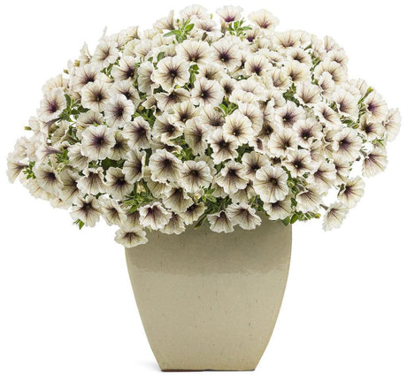 Supertunia Latte petunia in a nursery pot