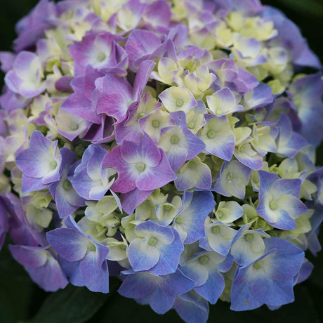 Blue Jangles hydrangea with blue blooms in a pot