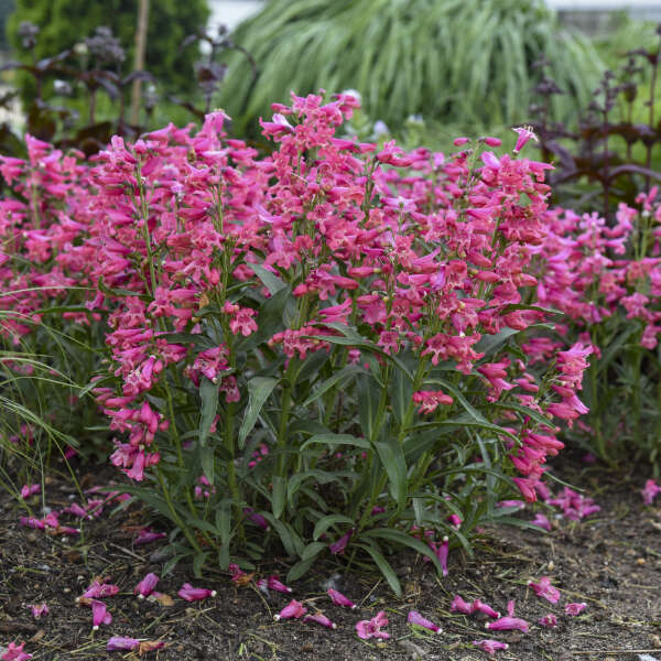 Bearded penstemon Bejeweled Pink Pearls with pink blooms