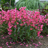 Bearded penstemon Bejeweled Pink Pearls with pink blooms