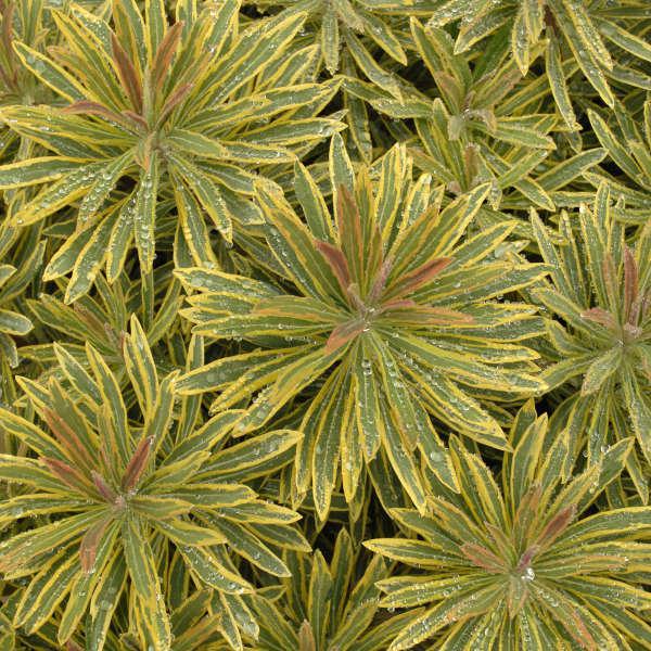 Ascot Rainbow euphorbia with variegated foliage in a pot