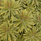 Ascot Rainbow euphorbia with variegated foliage in a pot