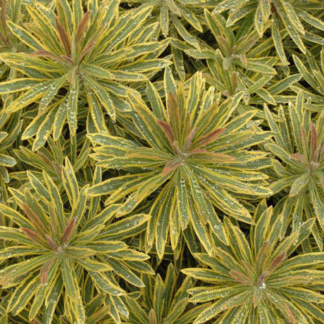Ascot Rainbow euphorbia with variegated foliage in a pot