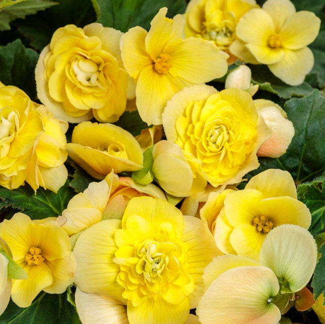 Double Delight primrose begonia with pink blooms in a pot