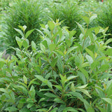 Sweet Talker viburnum in a nursery pot