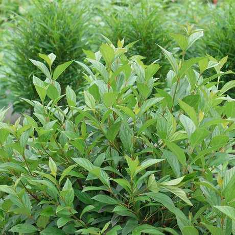 Sweet Talker viburnum in a nursery pot