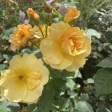 RISE UP AMBERNESS rose with orange blooms and green leaves