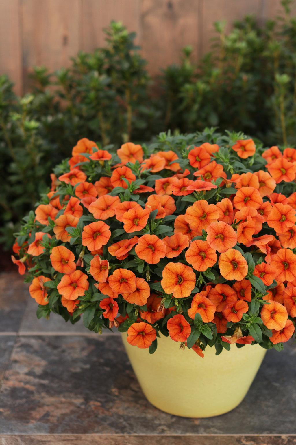 Superbells Dreamsicle calibrachoa with orange blooms in pot