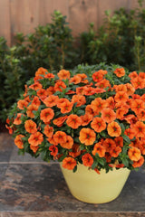 Superbells Dreamsicle calibrachoa with orange blooms in pot