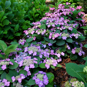 Tuff Stuff Top Fun™ - Reblooming Mountain Hydrangea - Hydrangea serrata