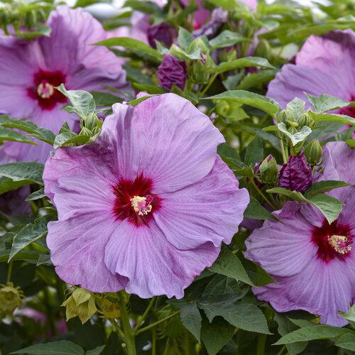 Summerific Lilac Crush hibiscus with lilac flowers in a pot