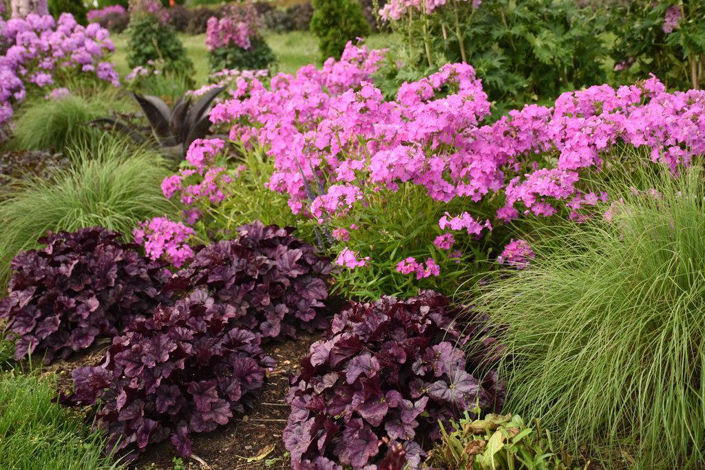 Opening Act Ultrapink' Hybrid Phlox | Proven Winners® – Creekside