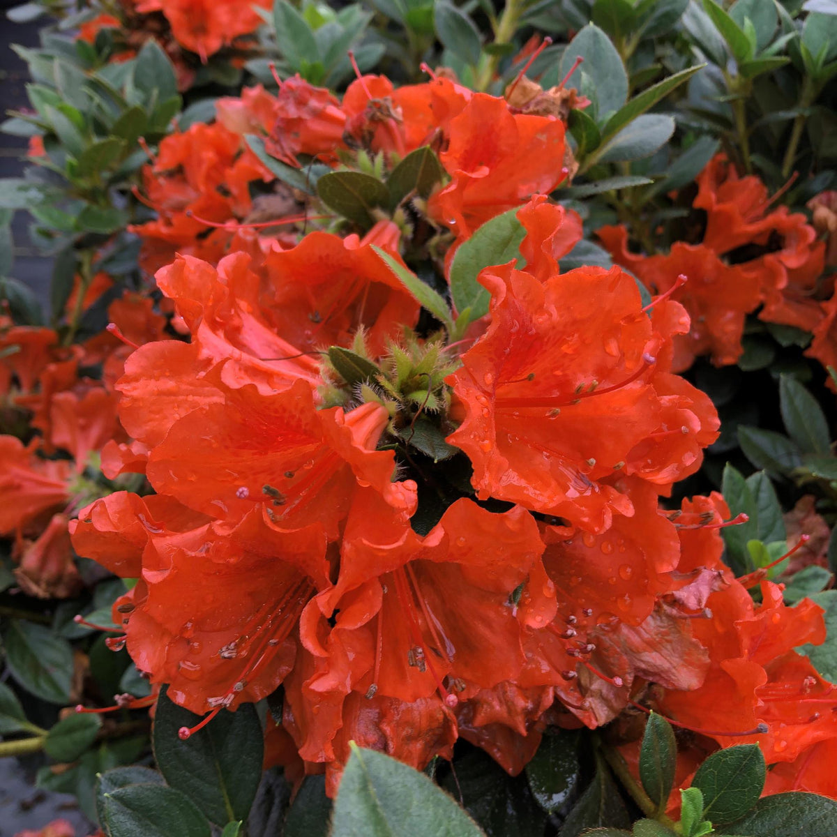 Orange reblooming azalea in a nursery pot