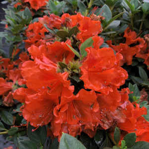 Orange reblooming azalea in a nursery pot