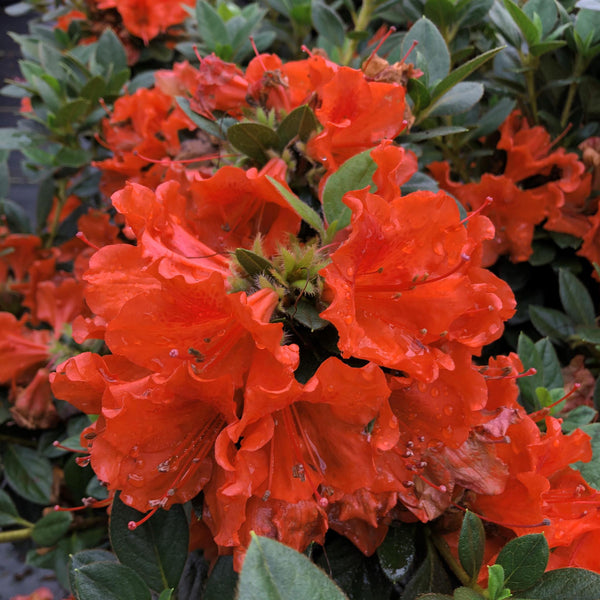 Perfecto Mundo® Orange Reblooming Azalea | Proven Winners