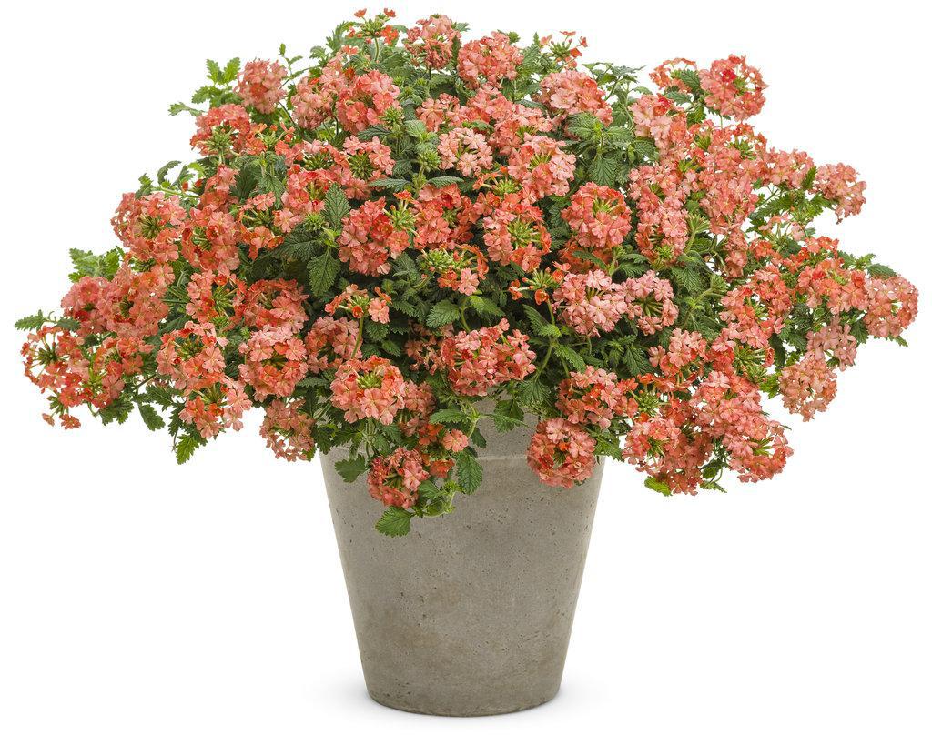 Superbena® Peachy Keen Verbena | Proven Winners® – Creekside