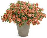 Peachy Keen verbena with peach flowers in a pot