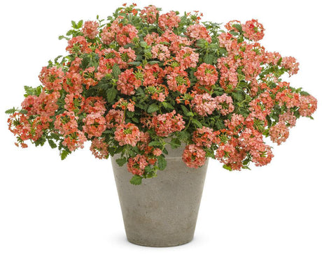 Peachy Keen verbena with peach flowers in a pot