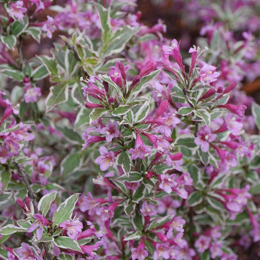 My Monet Purple Effect weigela with variegated leaves