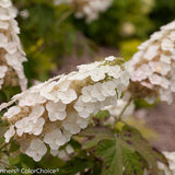 Gatsby Gal oakleaf hydrangea in a nursery container