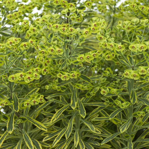 Ascot Rainbow euphorbia in a nursery pot