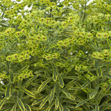Ascot Rainbow euphorbia in a nursery pot