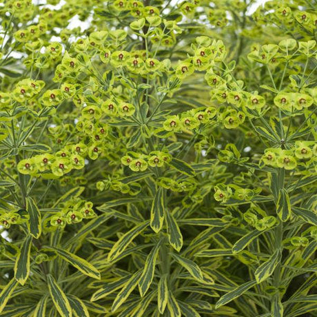 Ascot Rainbow euphorbia in a nursery pot
