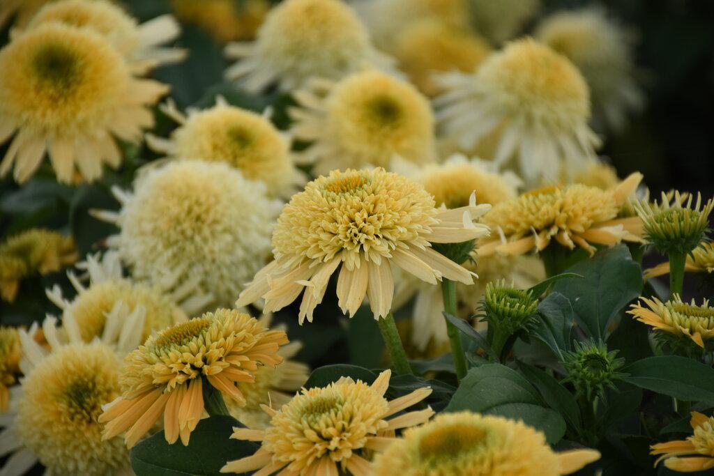 Echinacea Butter Pecan in bloom with pale peach flowers