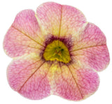 Pink Lemonade calibrachoa with pink and yellow blooms in a pot