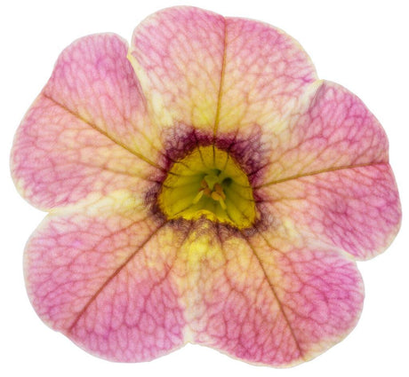 Pink Lemonade calibrachoa with pink and yellow blooms in a pot