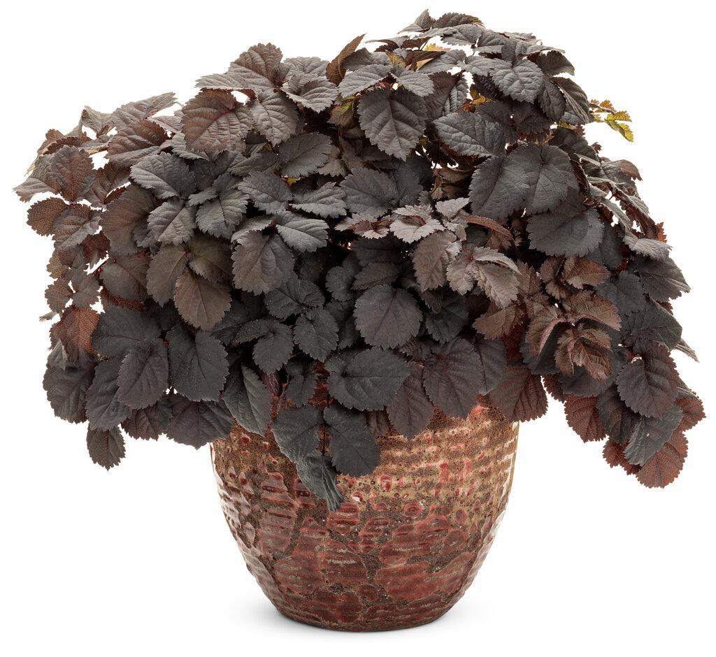 Astilbe 'Dark Side of the Moon' | Proven Winners