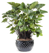 Coffee Cups elephant's ear with dark leaves in a pot