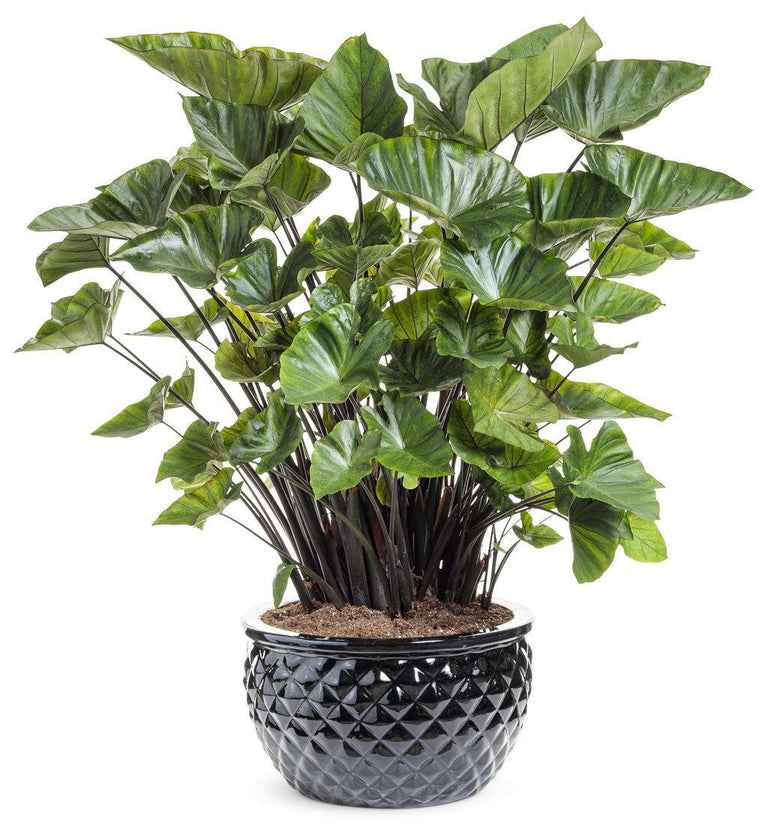 kathleen elephant ear plant Coffee Cups Elephant's Ear Colocasia