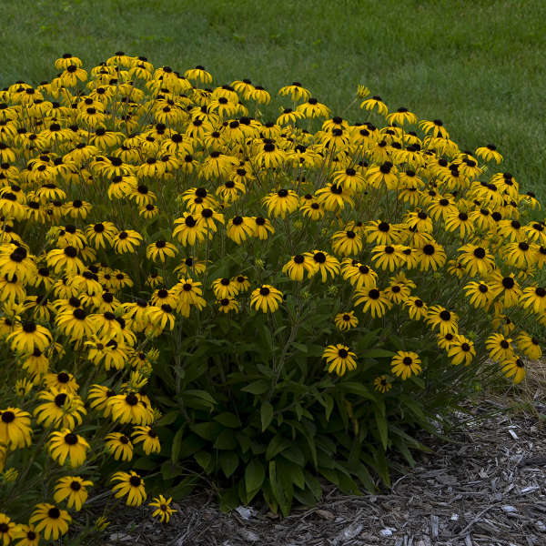 American Gold Rush rudbeckia in a nursery pot