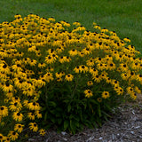 American Gold Rush rudbeckia in a nursery pot