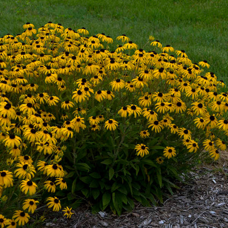 American Gold Rush rudbeckia in a nursery pot