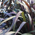 Purple fountain grass in a pot with arching purple blades