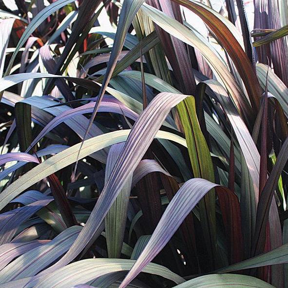 Purple fountain grass in a pot with arching purple blades