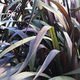 Purple fountain grass in a pot with arching purple blades