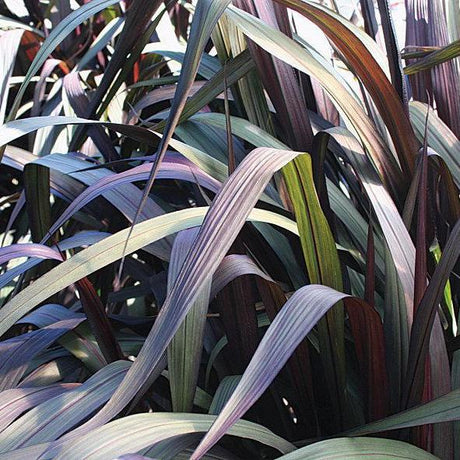 Purple fountain grass in a pot with arching purple blades